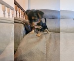 Small Photo #5 Yorkshire Terrier Puppy For Sale in NORTHGLENN, CO, USA