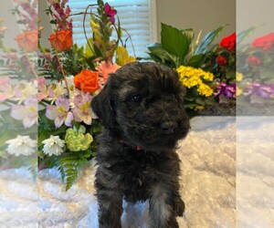 Whoodle Puppy for Sale in EVANSVILLE, Indiana USA