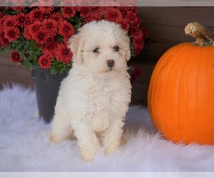 Medium Poodle (Miniature)