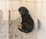 Small #1 Labrador Retriever