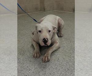 Mutt Dogs for adoption in Conroe, TX, USA