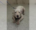 Small Mutt