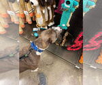 Small #44 American Pit Bull Terrier Mix