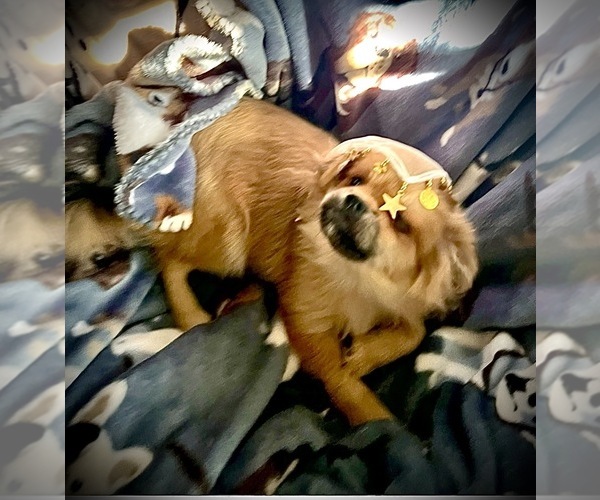 Medium Photo #1 Pominese Puppy For Sale in SAINT AUGUSTINE, FL, USA