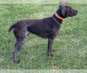 Father of the German Shorthaired Pointer puppies born on 09/19/2021