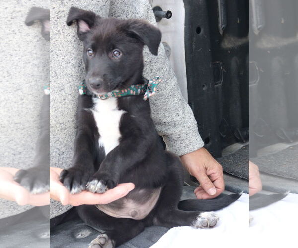 Medium Photo #3 Labrador Retriever-Unknown Mix Puppy For Sale in Bandera, TX, USA