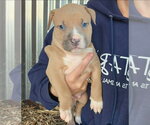 Small #1 American Pit Bull Terrier-Catahoula Leopard Dog Mix