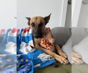 German Shepherd Dog-Unknown Mix Dogs for adoption in San Antonio, TX, USA