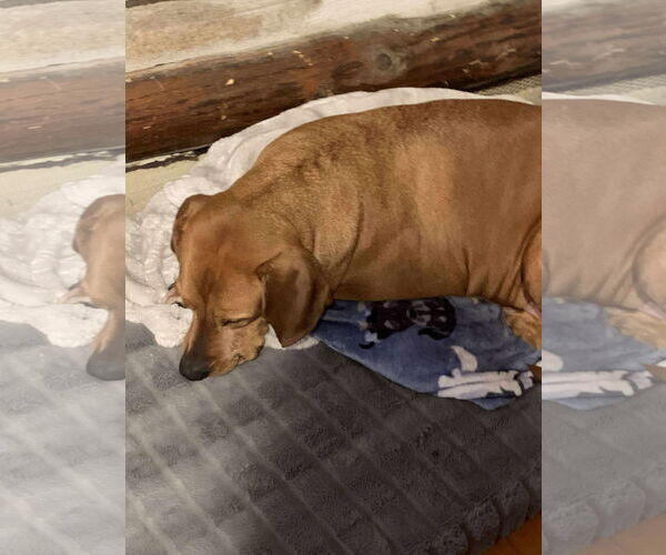 Medium Photo #5 Labrador Retriever-Unknown Mix Puppy For Sale in Rustburg, VA, USA