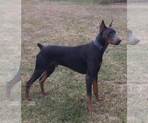 Father of the Doberman Pinscher puppies born on 12/20/2022
