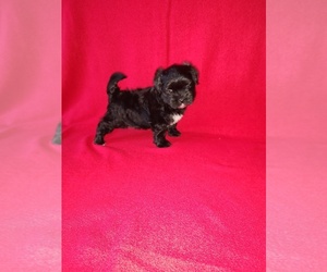 Morkie Puppy for sale in LAPEER, MI, USA