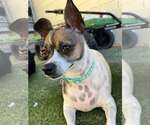 Small #1 Chihuahua Mix