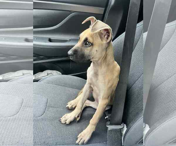 Medium Photo #3 Boxador Puppy For Sale in Ball Ground, GA, USA