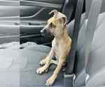 Small #2 Boxador
