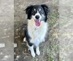Small Australian Shepherd