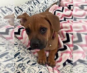 French Bull Weiner Dogs for adoption in Los Angeles, CA, USA