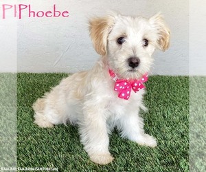 Maltese-Poodle (Toy) Mix Dogs for adoption in San Diego, CA, USA