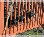 Small #2 Dachshund-Labrador Retriever Mix