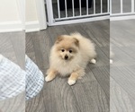 Small Photo #2 Pomeranian Puppy For Sale in PARAGON, IN, USA