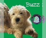 Puppy Buzz Poodle (Standard)-Spinone Italiano Mix
