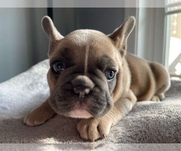 Medium Photo #4 French Bulldog Puppy For Sale in WARRENTON, VA, USA