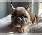 Small Photo #4 French Bulldog Puppy For Sale in WARRENTON, VA, USA