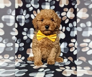 Goldendoodle Puppy for sale in OXFORD, PA, USA