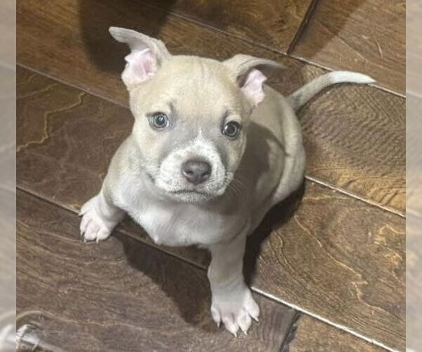 Medium Photo #9 Bullboxer Pit Puppy For Sale in OKLAHOMA CITY, OK, USA