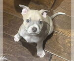 Small #8 Bullboxer Pit