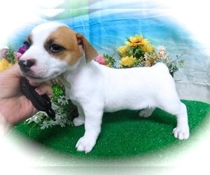 Jack Russell Terrier Puppy for sale in HAMMOND, IN, USA