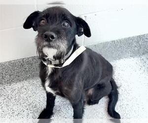 Miniature Schnauzer-Unknown Mix Dogs for adoption in Houston, TX, USA