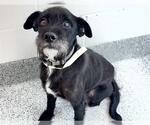 JAX - Male Miniature Schnauzer-Unknown Mix Dog for Adoption - Small photo