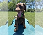 Small #10 Doberman Pinscher