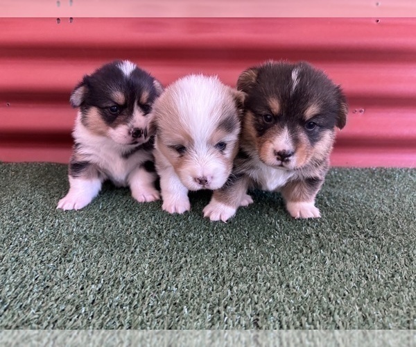 Medium Photo #25 Pembroke Welsh Corgi Puppy For Sale in CERES, CA, USA