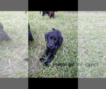 Small Photo #6 Labrador Retriever Puppy For Sale in BETHCAR, SC, USA