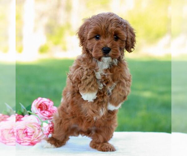 Medium Photo #1 Cavapoo (Miniature) Puppy For Sale in LITITZ, PA, USA