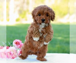 Cavapoo (Miniature) Puppy for sale in LITITZ, PA, USA