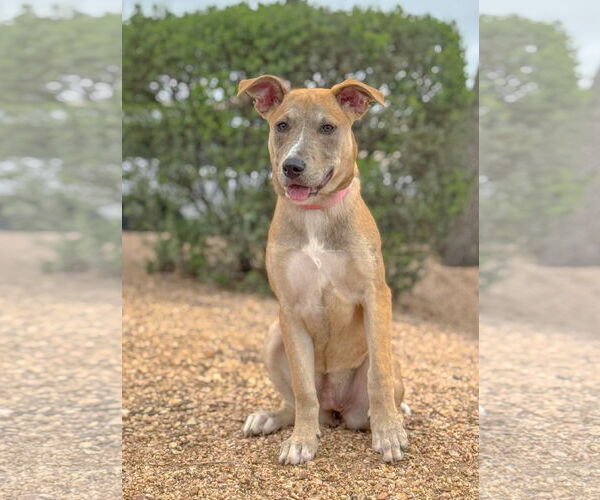 Medium Photo #15 Mutt Puppy For Sale in PIPE CREEK, TX, USA