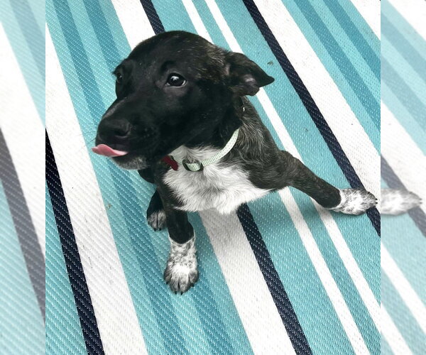 Medium Photo #2 Mountain Cur-Unknown Mix Puppy For Sale in Boston, MA, USA