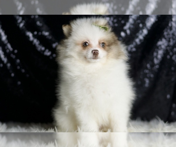 Medium Photo #6 Pomeranian Puppy For Sale in WARSAW, IN, USA