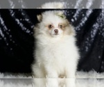 Small Photo #6 Pomeranian Puppy For Sale in WARSAW, IN, USA