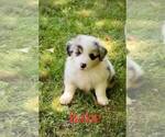Small Photo #1 Australian Shepherd Puppy For Sale in QUINCY, IL, USA