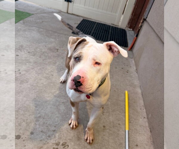 Medium Photo #2 American Pit Bull Terrier Puppy For Sale in MIDWAY, UT, USA