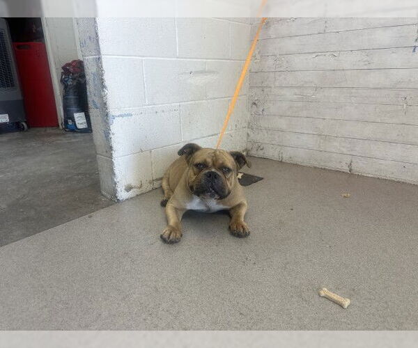 Medium Photo #1 Bulldog Puppy For Sale in San Bernardino, CA, USA