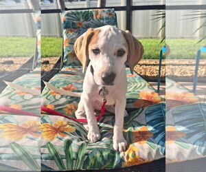 Beagle-Unknown Mix Dogs for adoption in Dunnellon, FL, USA