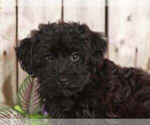 Yorkshire Terrier Puppy for sale in MOUNT VERNON, OH, USA