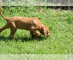 Small Photo #14 Rhodesian Ridgeback Puppy For Sale in CHOUDRANT, LA, USA