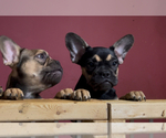 Small #1 French Bulldog