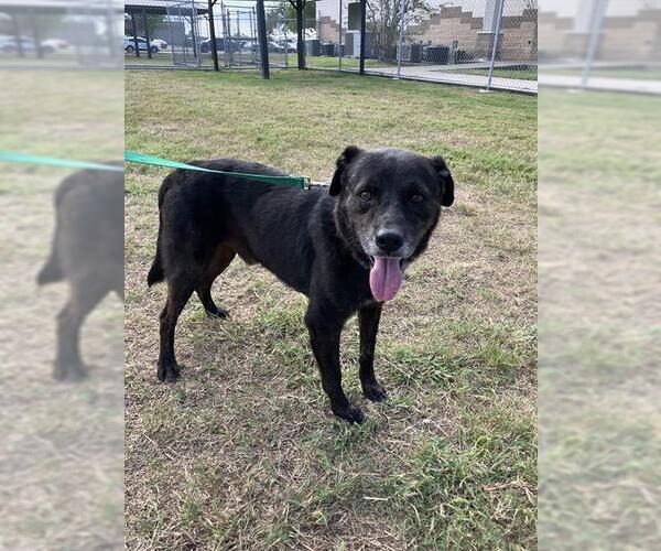 Medium Photo #2 Australian Shepherd-Unknown Mix Puppy For Sale in Corpus Christi, TX, USA