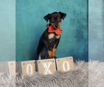 Small Photo #2 Miniature Pinscher Puppy For Sale in WARSAW, IN, USA